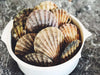 live chilled whole shell scallops fresh fish prawns shellfish fishmonger dishthefish the new age fishmonger market online delivery singapore 