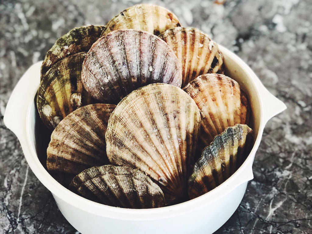 live chilled whole shell scallops fresh fish prawns shellfish fishmonger dishthefish the new age fishmonger market online delivery singapore 