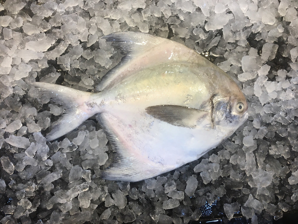 Wild Chinese Pomfret - Dishthefish