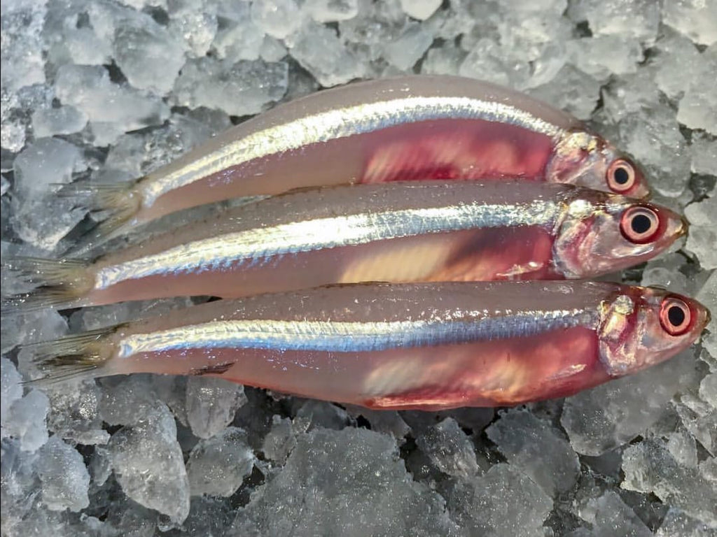 Wild anchovies/ ikan bilis (about 1kg) - Dishthefish new age fishmonger fresh fish seafood online delivery wet market ikan bilis pacific indian anchovies large big indonesia malaysia 渔民 巴刹 新加坡 鲜鱼 网购 送货