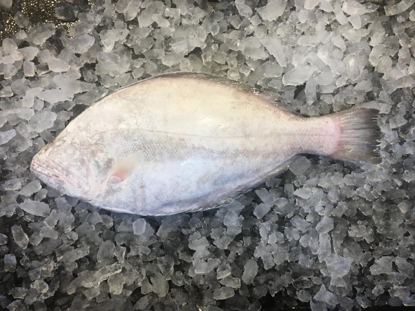 Dishthefish Plaice Sole fish holland baked grilled steamed fresh fish singapore a great fish makes the dish online delivery 新加坡 鳊鱼 网购 送货 新加坡 荷兰 海抓 钓鱼 印尼 Halibut Sole fish  比目鱼