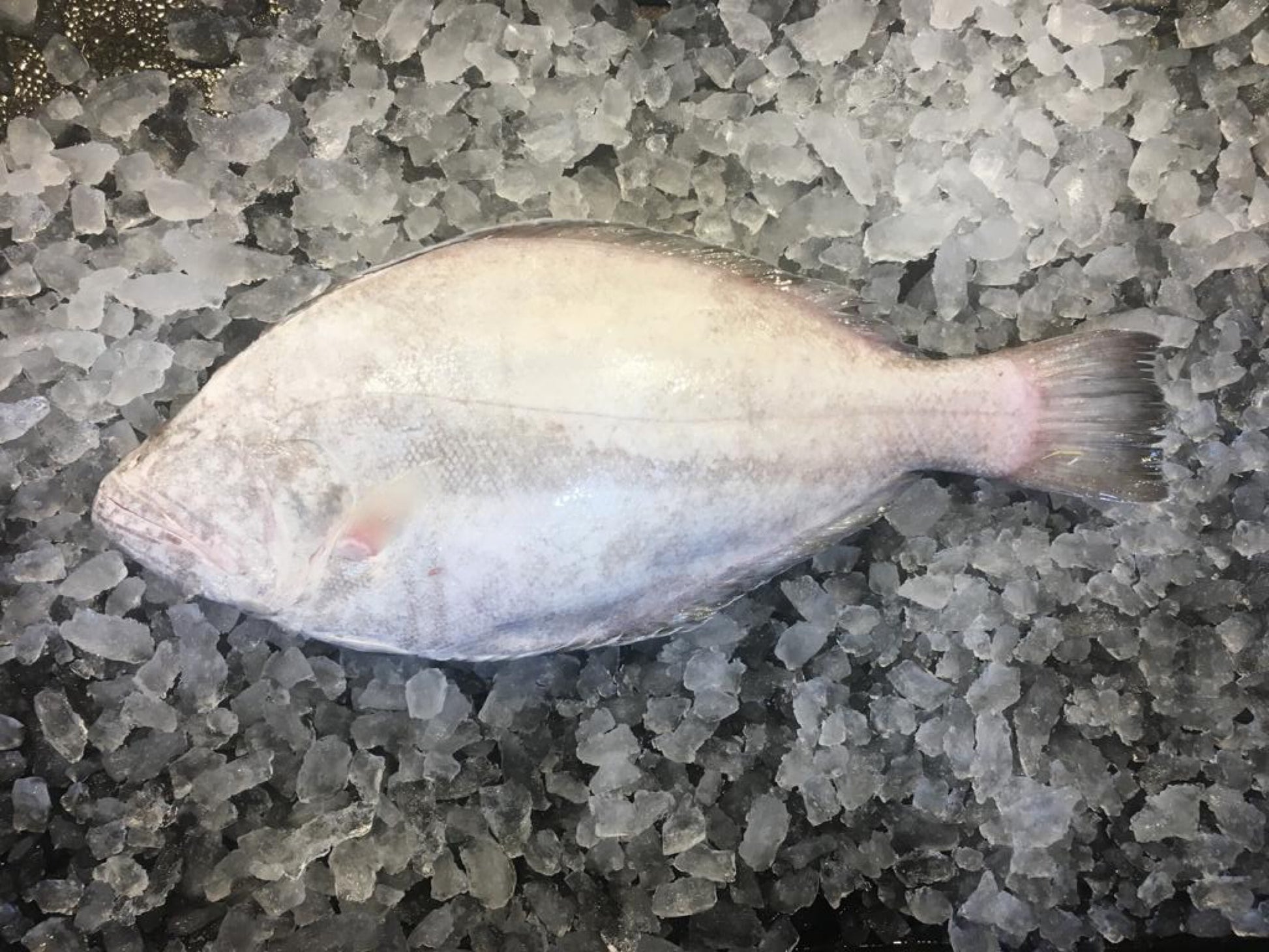 Dishthefish Plaice Sole fish holland baked grilled steamed fresh fish singapore a great fish makes the dish online delivery 新加坡 鳊鱼 网购 送货 新加坡 荷兰 海抓 钓鱼 印尼 Halibut Sole fish  比目鱼