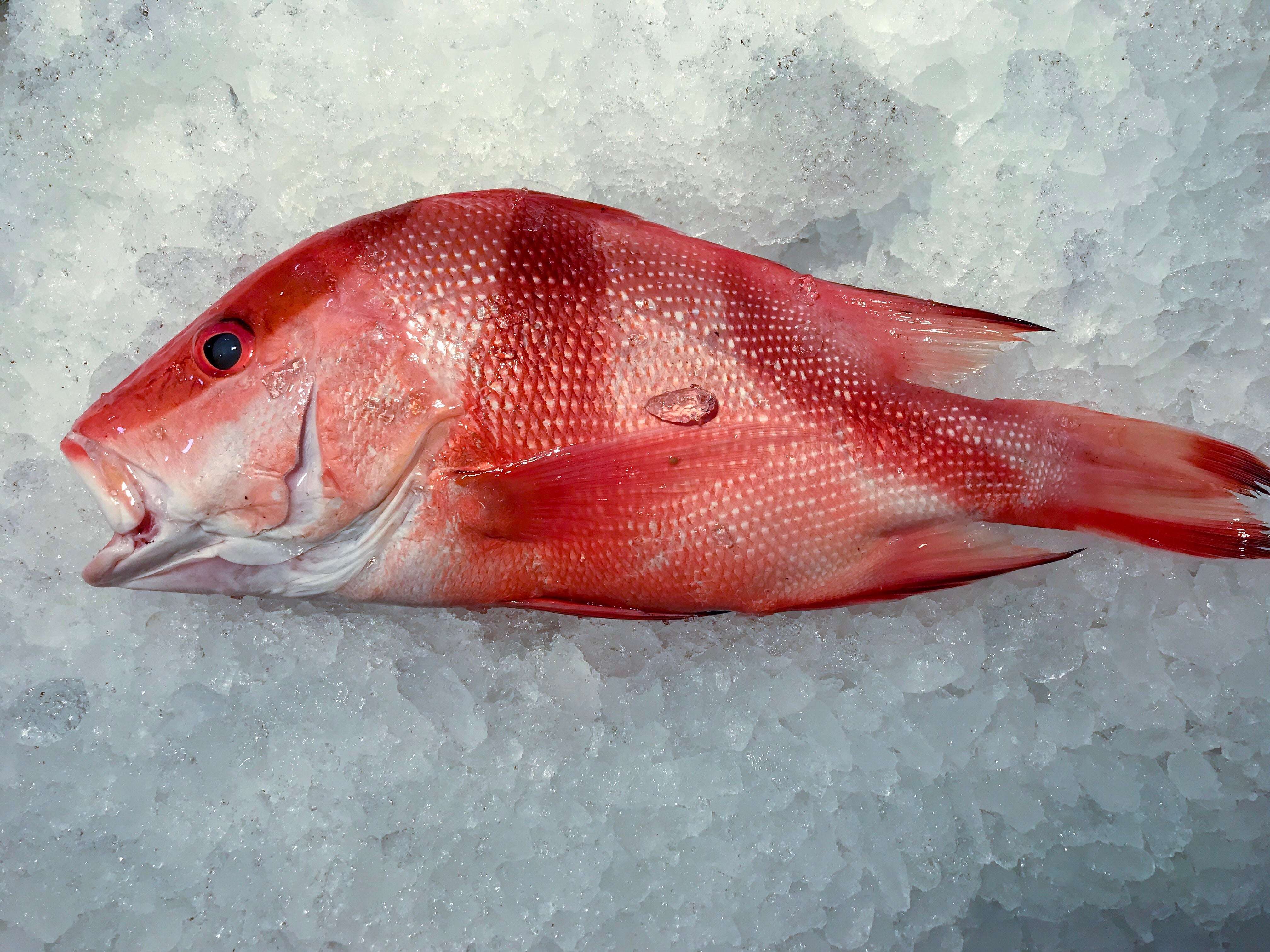 Bg Snapper Big Snapper – Dish The Fish