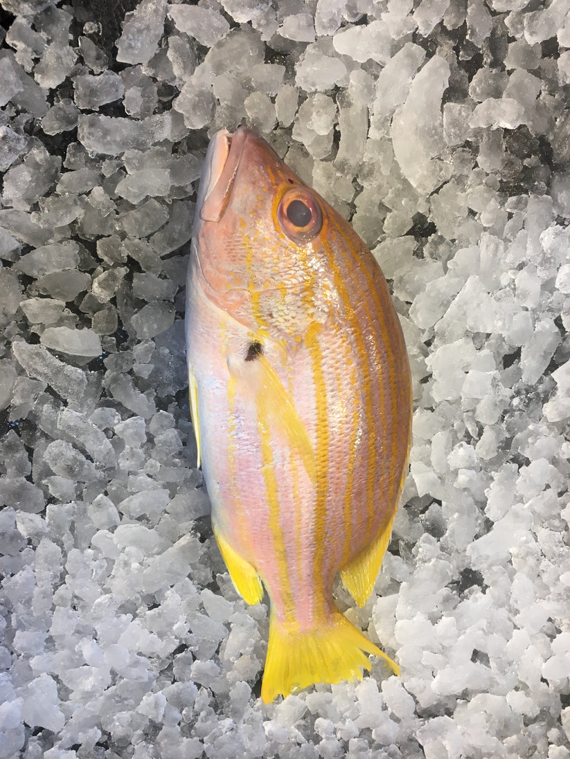 Wild Snapper – Dish The Fish