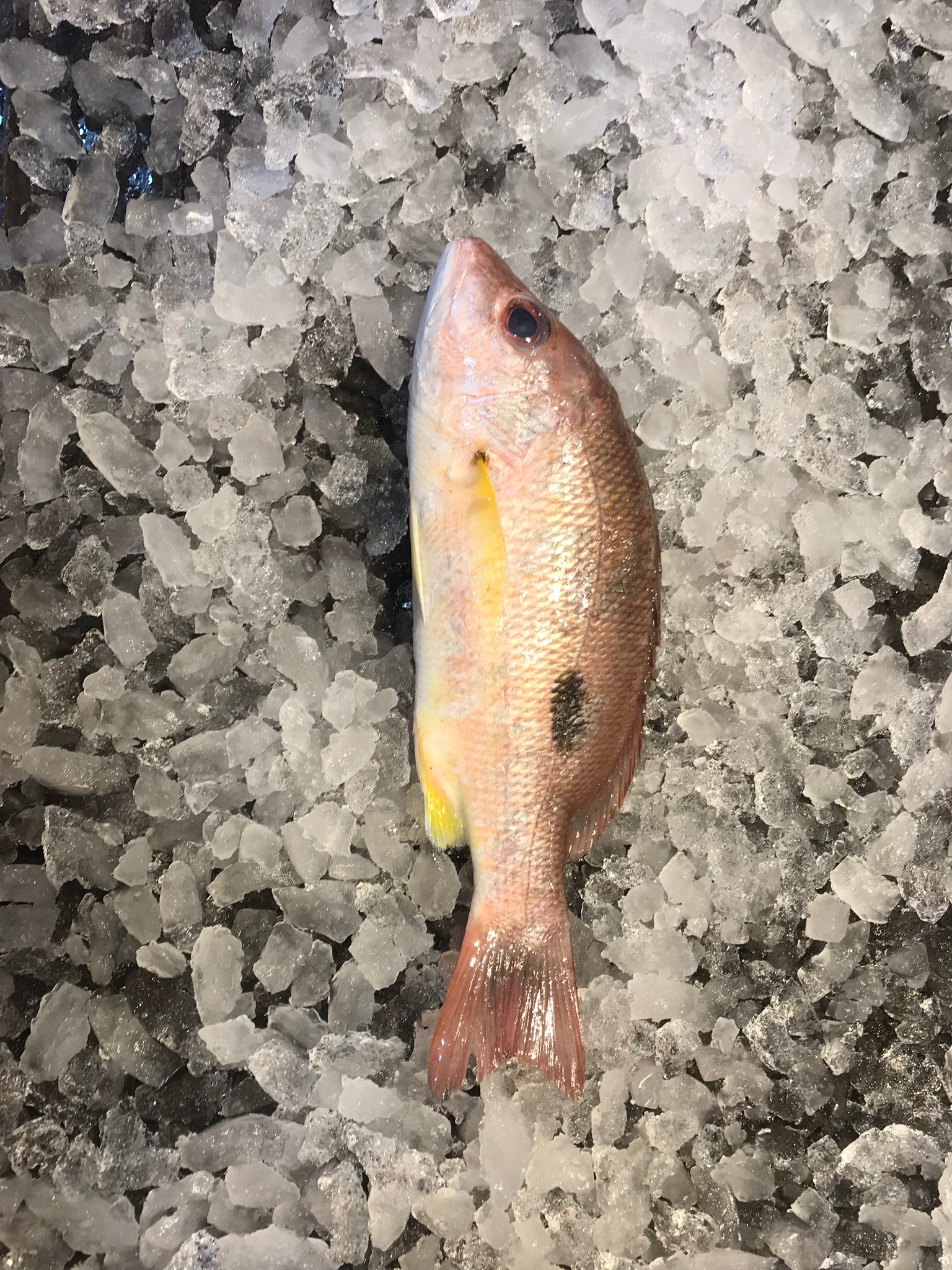 Wild Snapper – Dish The Fish