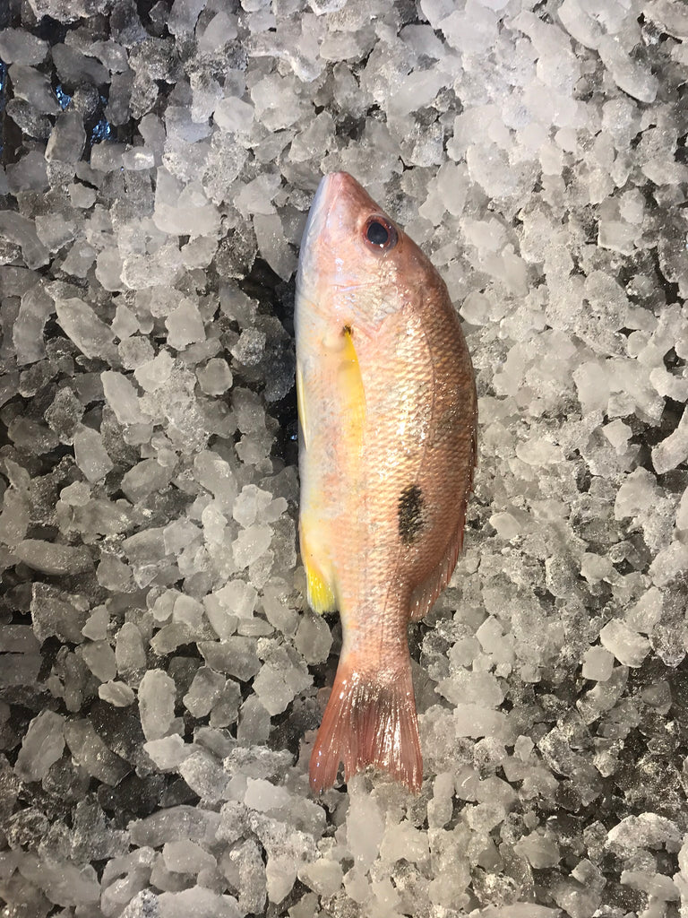 DISHTHEFISH The new age fishmonger fresh fish children cut sustainable Singapore wild caught Red Emperor Snapper ang sai 红狮子 Singapore Fresh Fish Third Generation Fishmonger dishthefish fresh seafood supplier singapore  鱼片汤 鱼片 红狮子 鱼片 新加坡 海鲜 鲜鱼 送货 网购 巴刹 方便 即用 干净 容易储存 spanish flag snapper 记鱼 blackspotted snapper 