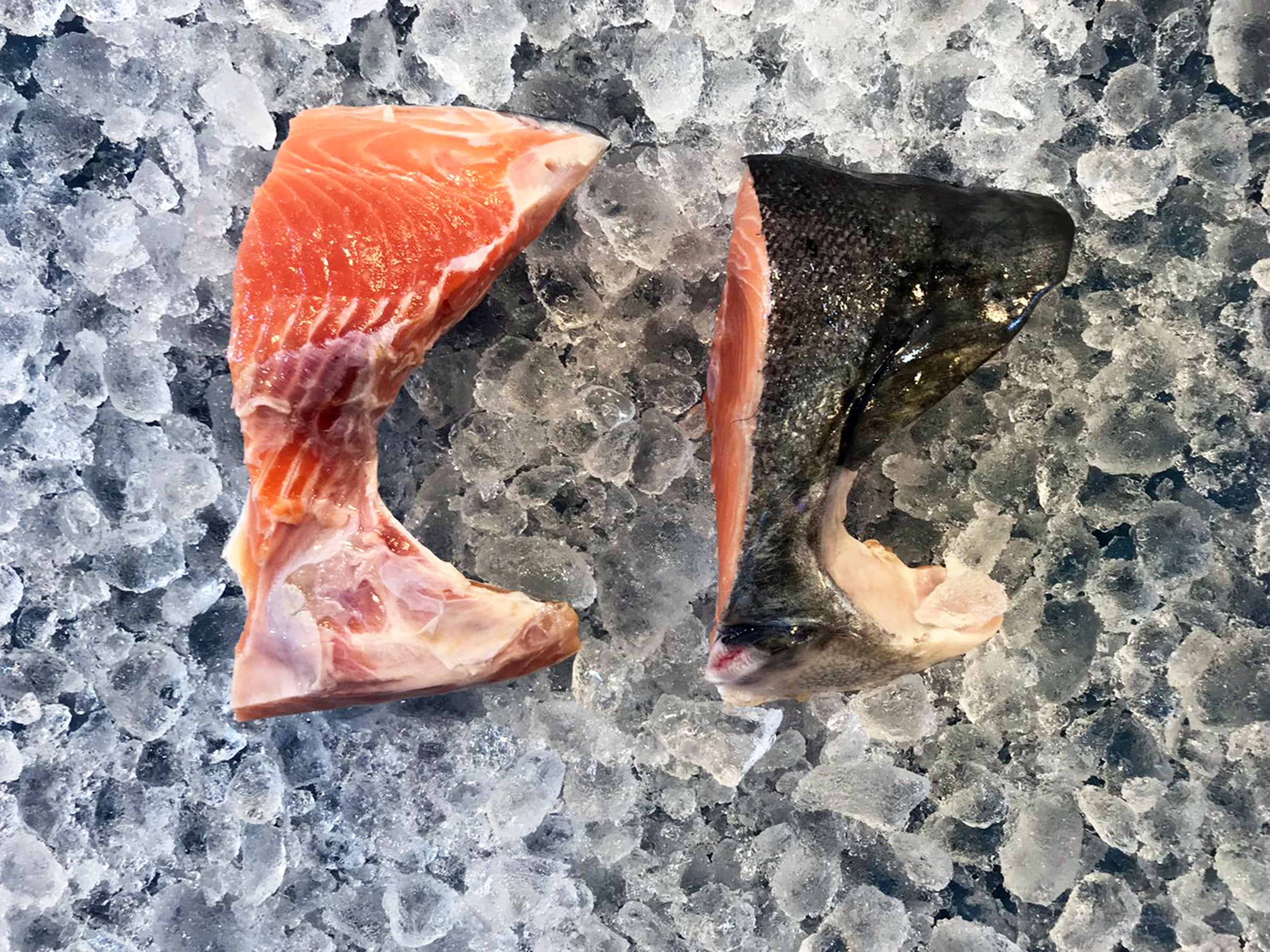 Wild King Salmon Collar (23 in a pack, about 350g500g in total) Dish The Fish