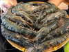 Black Mangrove Tiger Prawns (Large, 1kg) - Dishthefish